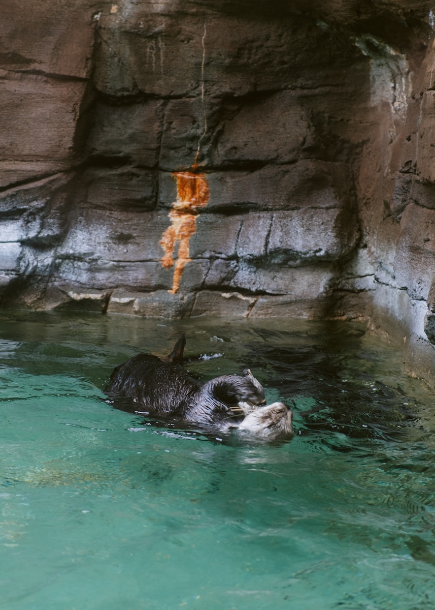 Otters at the Seattle Seattle Aquarium