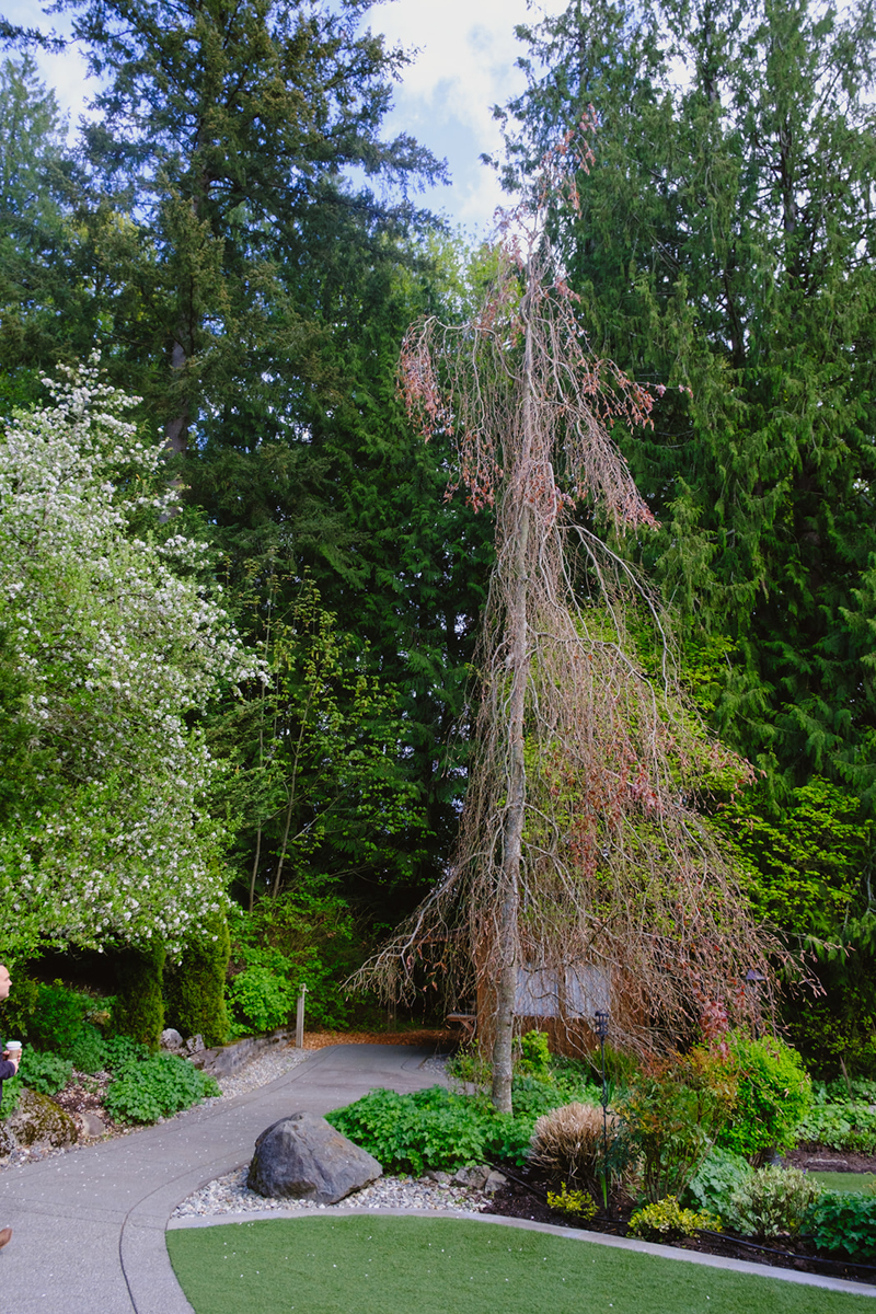 trees and garden path - Twin Willow Gardens